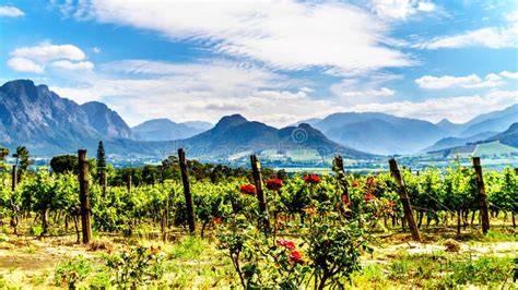 Vigneti nelle Winelands del Sudafrica