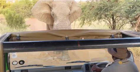 Coppia che osserva un elefante durante un safari