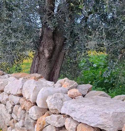Paesaggio pugliese con ulivi secolari e muretti a secco