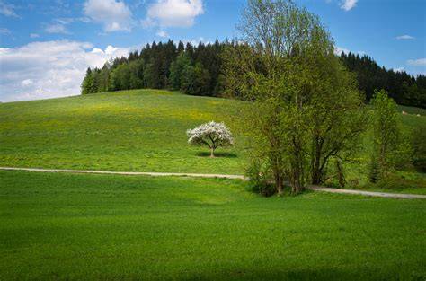 Paesaggio di campagna con alberi e fiori