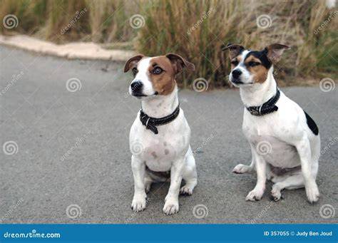 Immagine di due cani jack russel