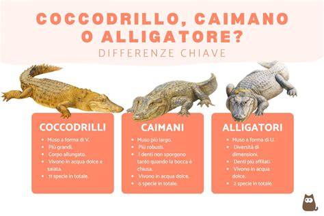 Schema che illustra le differenze tra celibe, nubile, coniugato, divorziato, vedovo