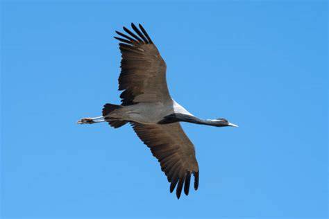 Stormo di Damigelle di Numidia in volo