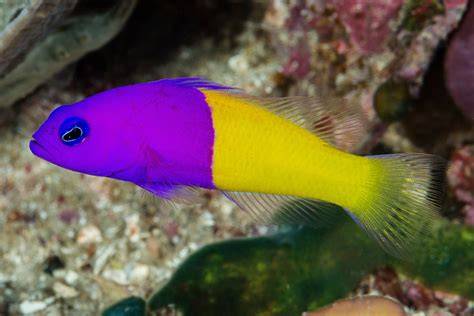 Pseudochromis Paccagnellae in acquario