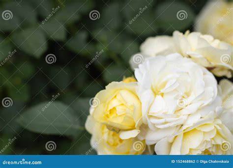 Dettaglio floreale con rose gialle e bianche