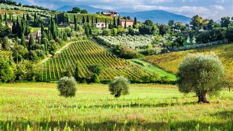Panorama della campagna toscana con vigneti e uliveti
