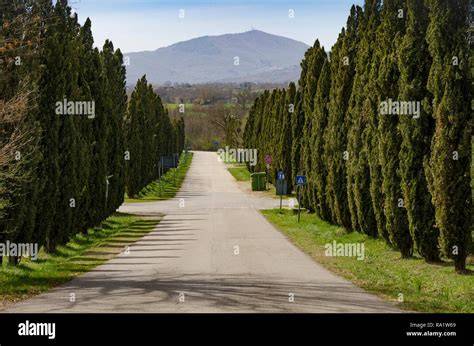 Viale alberato con cipressi che conduce al Ristorante La Corte