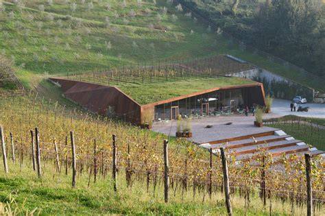 Vigneti intorno alla Cantina Martinelli