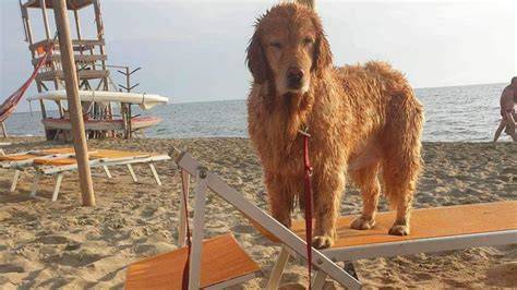 spiaggia per cani attrezzata