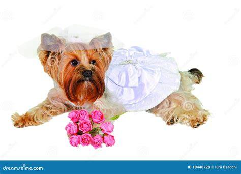 cane vestito da cerimonia