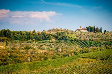 Paesaggio toscano con vigneti e uliveti