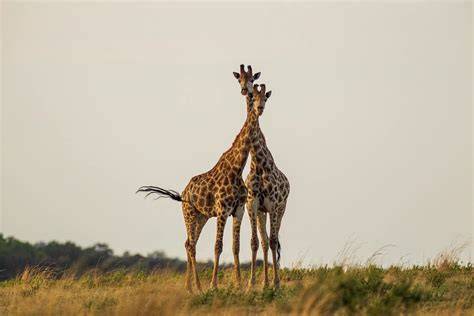 coppia in safari in Kenya