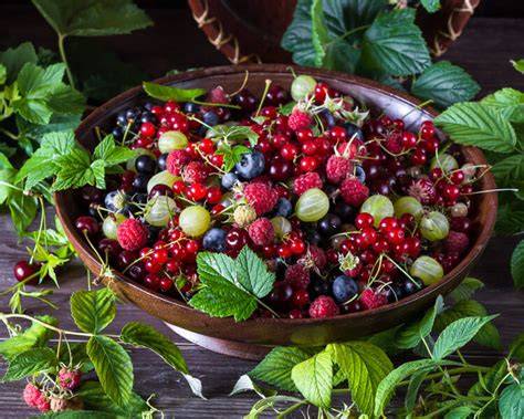 Composizione di diverse tipologie di frutti di bosco
