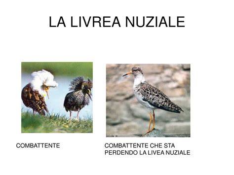 Uccelli con livrea nuziale colorata