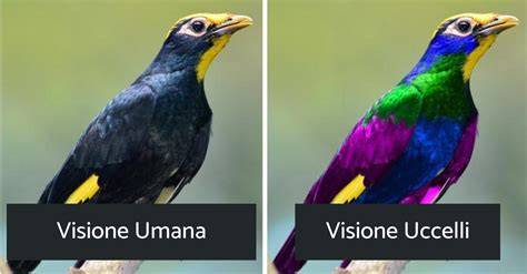 Schema della visione dei colori negli uccelli