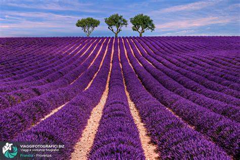 Campi di lavanda in Provenza