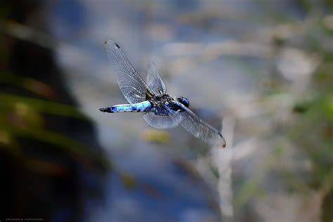 Libellula in volo