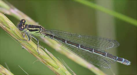 Particolare del disegno addominale di Coenagrion mercuriale