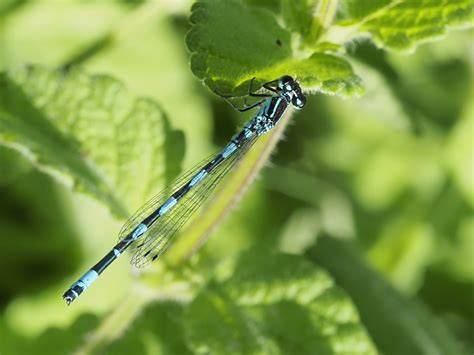 Ambiente tipico di Coenagrion mercuriale