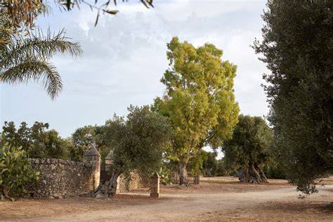 Masseria pugliese con ulivi secolari