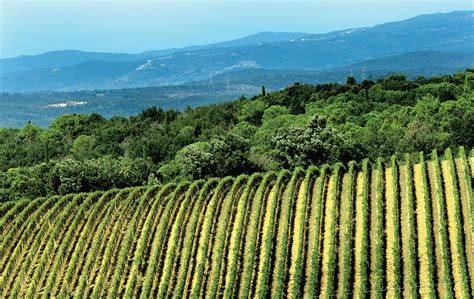 Panorama della Tenuta di Montecucco con vigneti e colline toscane