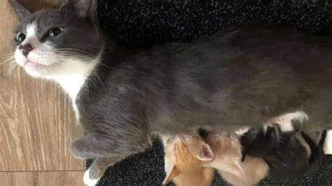 Gatto in difficoltà durante il parto