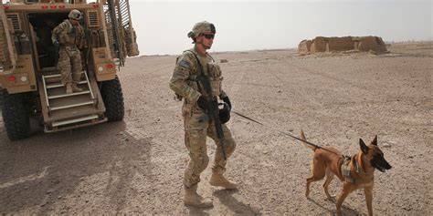 Cani soldato in Afghanistan