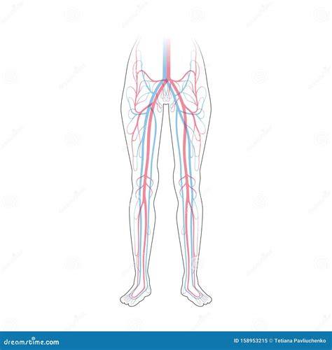 schema del sistema circolatorio venoso delle gambe