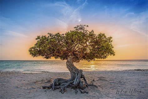 Alberi Fofoti su Eagle Beach, Aruba