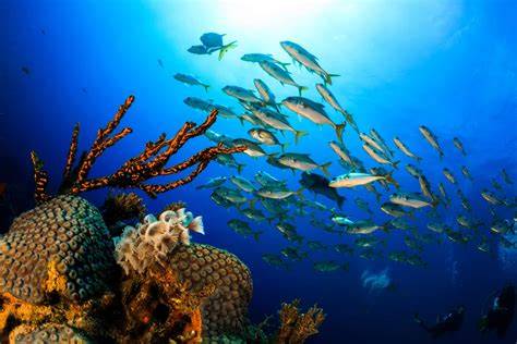 Pesci tropicali durante un'immersione a Bonaire