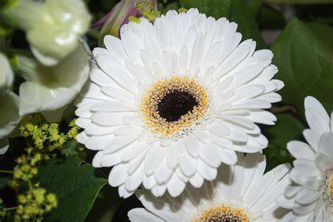 bouquet di gerbere bianche