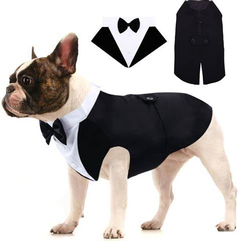 Cane vestito elegante