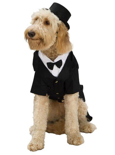 Cane con smoking