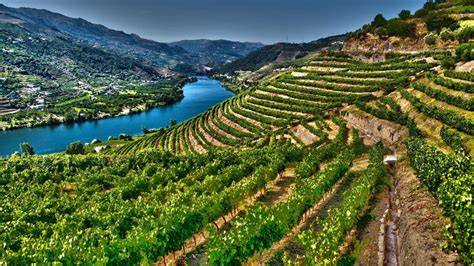 Valle del Douro con vigneti