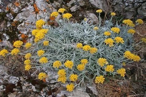 Fiori di elicriso italico su sfondo roccioso