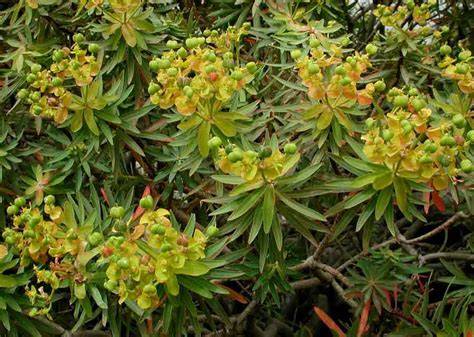 Euforbia arborea con il mare sullo sfondo