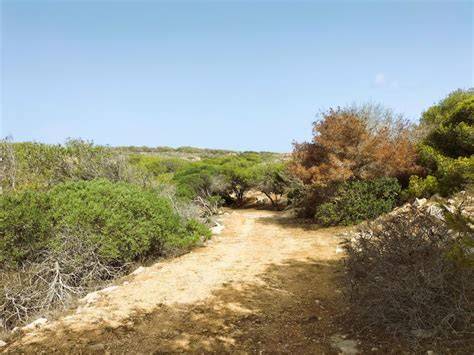 Sentiero panoramico a Lampedusa con vegetazione mediterranea
