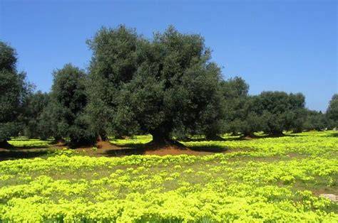 Giardino con ulivi secolari in Puglia