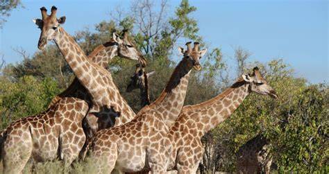 Safari nel Parco Kruger, Sudafrica