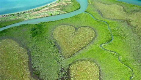 Cuore di Voh formato da mangrovie visto dall'alto
