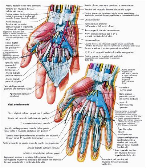 Anatomia della mano con la Vena Amoris