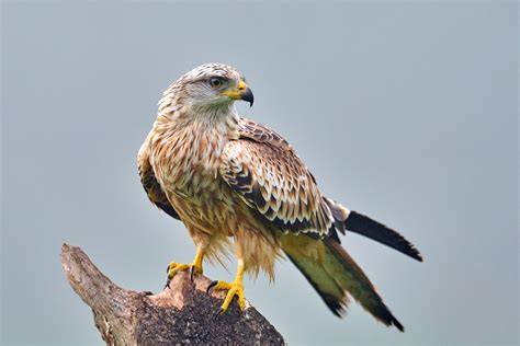 Nibbio bruno in volo con la sua caratteristica coda forcuta
