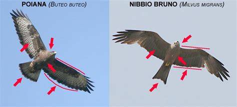 Nibbio bruno e poiana a confronto