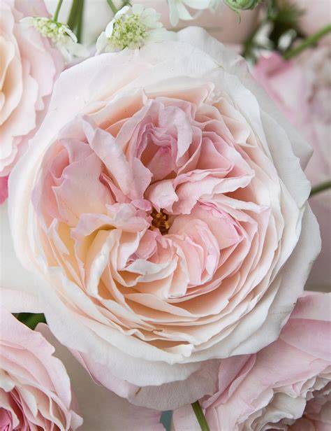 Primo piano della rosa David Austin Juliet