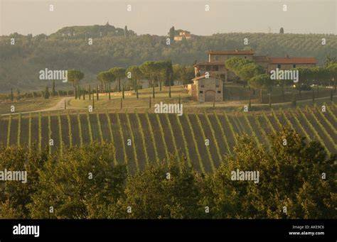 Villa toscana circondata da vigneti al tramonto