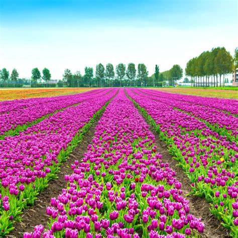 Coltivazione di tulipani in indoor farm