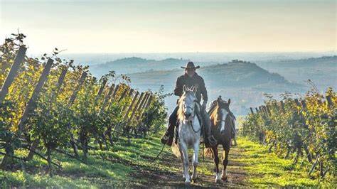 Cavalli al pascolo tra i vigneti