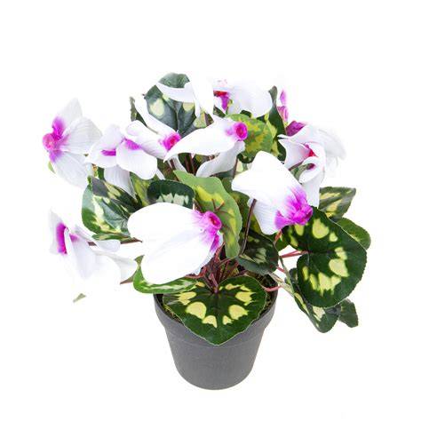 Ciclamino in vaso, con dettagli sulle foglie e sui fiori