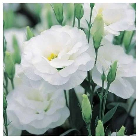 Lisianthus bianco e rosa