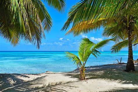 Spiaggia caraibica con palme da cocco e mare blu